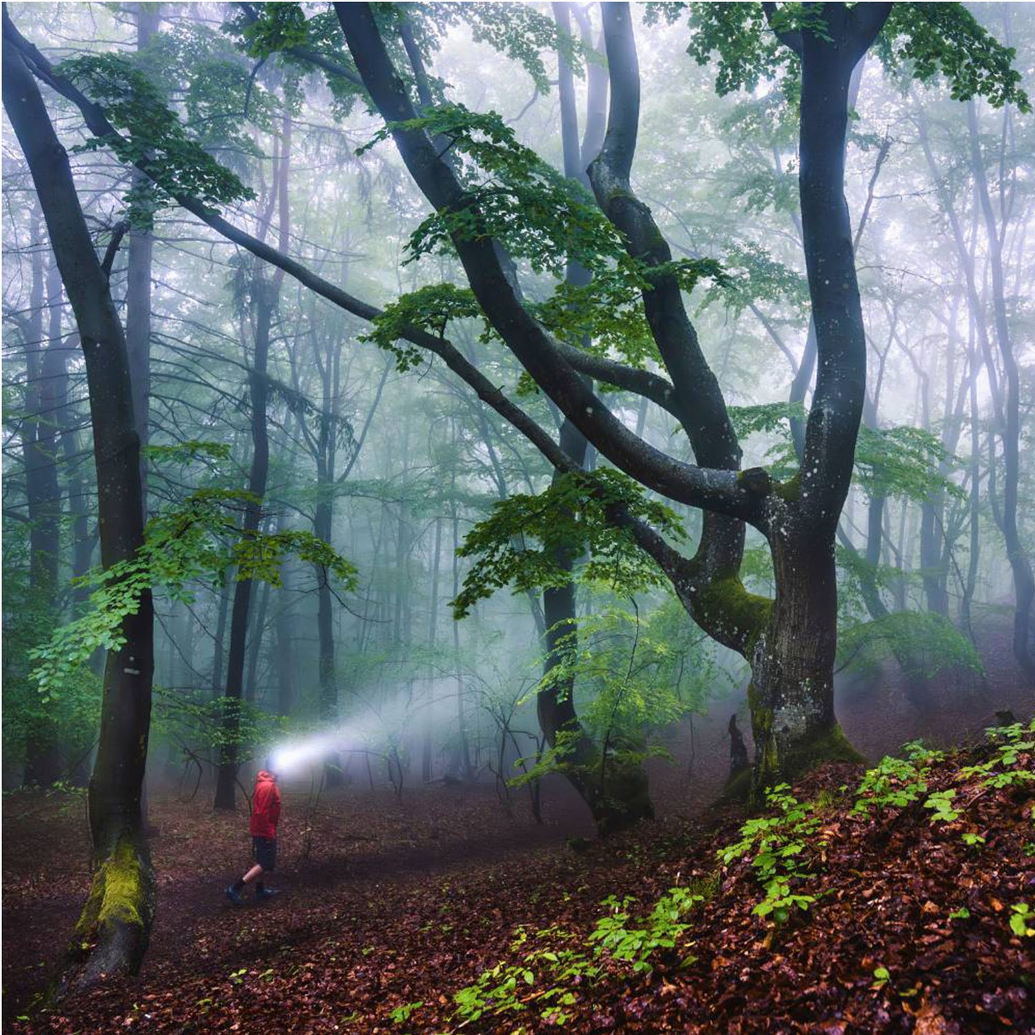 Ledlenser HF8R Core Rechargeable Headtorch Teal-Black #- 53 Degrees North 