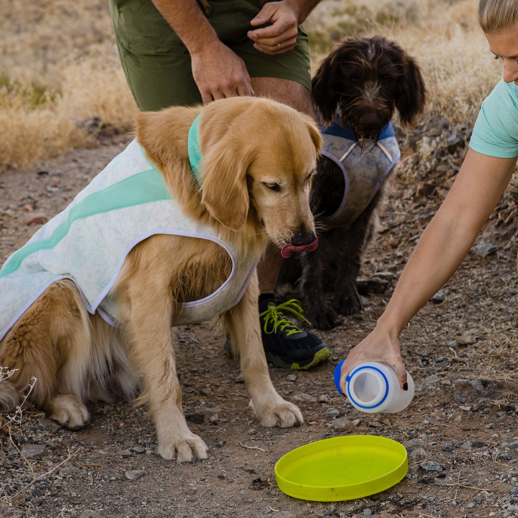 Dog cooling vest outlet