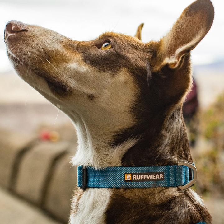 Ruffwear Hi & Light Lightweight Dog Collar #color_blue-dusk