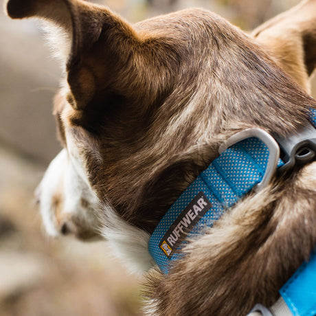 Ruffwear Hi & Light Lightweight Dog Collar Blue Dusk / 28-36 cm (11"-14")-Blue Dusk / 36-51 cm (14"-20")-Blue Dusk / 51-66 cm (20"-26")-Basalt Grey / 28-36 cm (11"-14")-Basalt Grey / 36-51 cm (14"-20") #- 53 Degrees North 