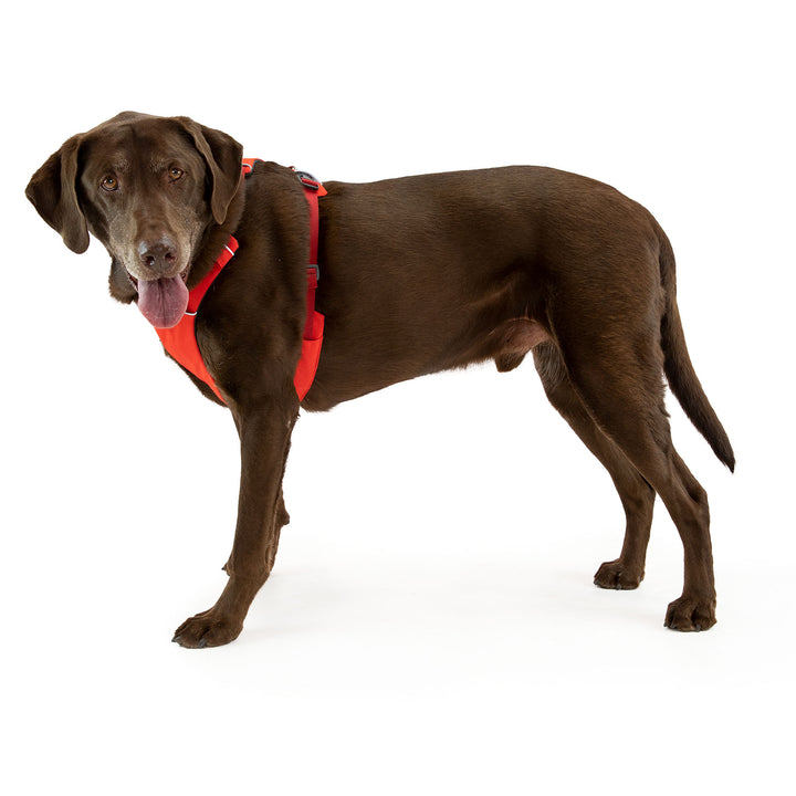 Ruffwear Front Range Dog Harness #color_red-sumac