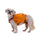 Ruffwear Approach Dog Backpack Campfire Orange / Small-Campfire Orange / Medium-Campfire Orange / Large #- 53 Degrees North 